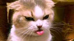 :Chat_degout_copain: