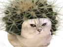 :chat_piquant: