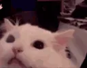 :Chat_crie_inverse: