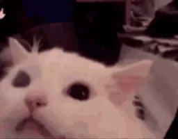 :Chat_crie_inverse: