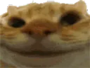:chatoui1:
