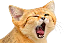 :Chat_desert_fatigue_tete2ouf_desert: