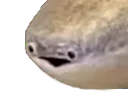 :poisson2: