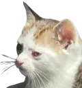 :Chat_cernes:
