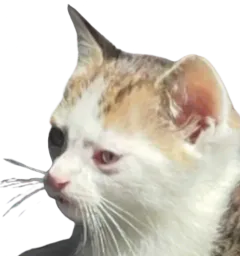 :Chat_cernes: