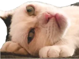 :chat_grognon: