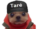 :Chien_Tare: