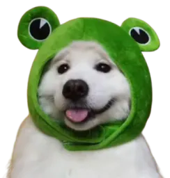 :Chien_grenouille: