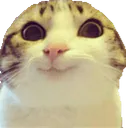 :Museau: