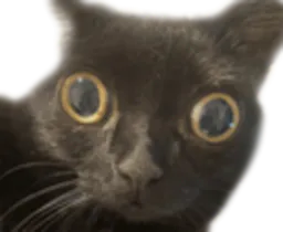 :Chat_con_: