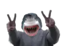 :requin_peace: