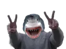 :requin_peace: