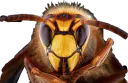 :Guepes_p: