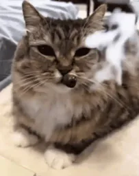 :Chat_fume__: