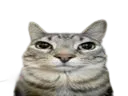 :chat454: