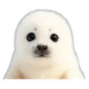 :phoqueneige: