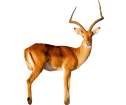 :antilope: