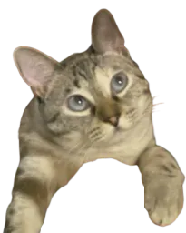 :bagoober: