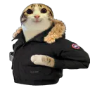 :chat_marrant_goose: