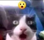 :Shocked_cat: