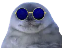 :Phoque_Notreadyent: