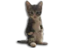 :chaton_deter: