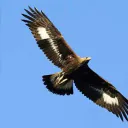 Aigle-Royal