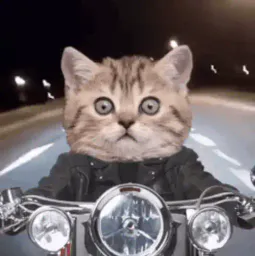:chat_moto: