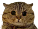 :Chat27: