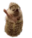 :Herisson:
