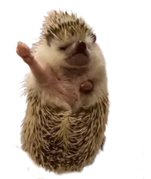 :Herisson: