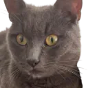 :Chat_errant: