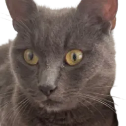 :Chat_errant: