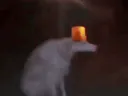 :Chien_lumiere: