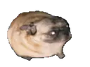 :chiendanse: