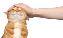 :ChatCaresse: