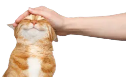 :ChatCaresse: