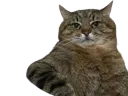 :chat_wesh: