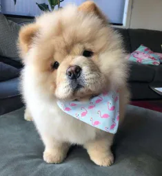 :Chow: