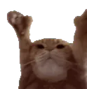 :Chat_danse_happy_: