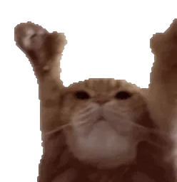 :Chat_danse_happy_: