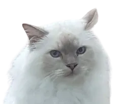 :Chatblanc: