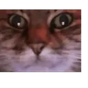 :wrex_gif: