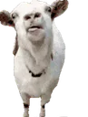 :Chevre_leche: