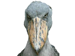 :shoebill_stare: