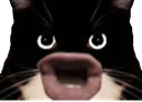 :Chat_rageux: