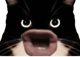 :Chat_rageux: