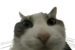 :chatin:
