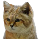 :chat_desert_triste:
