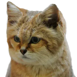 :chat_desert_triste: